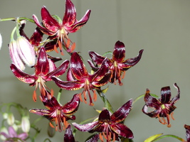 Foto: Dr. Peter Müller